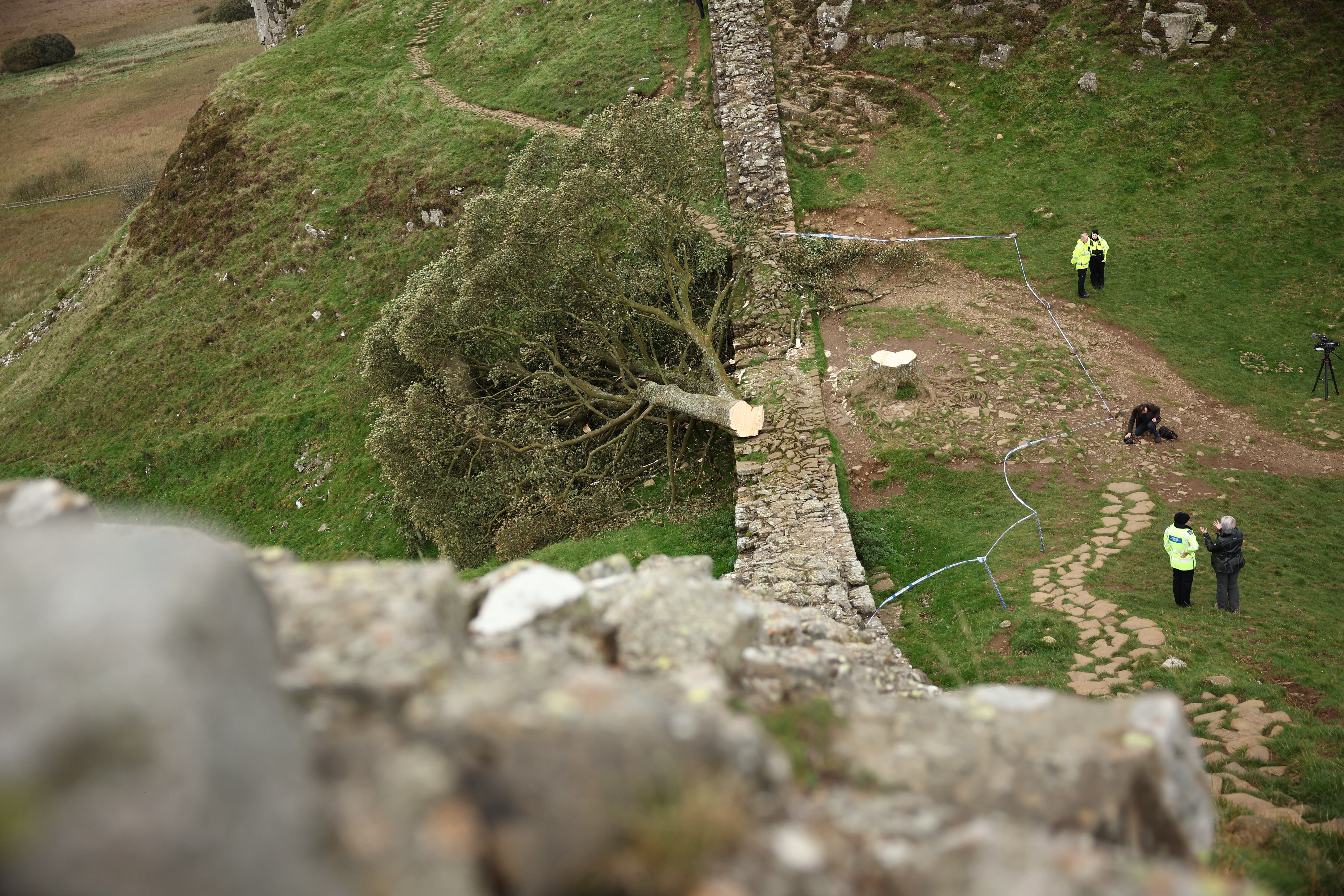 Detenido un menor por talar el &#039;árbol de Robin Hood&#039;, uno de los más famosos de Reino Unido.