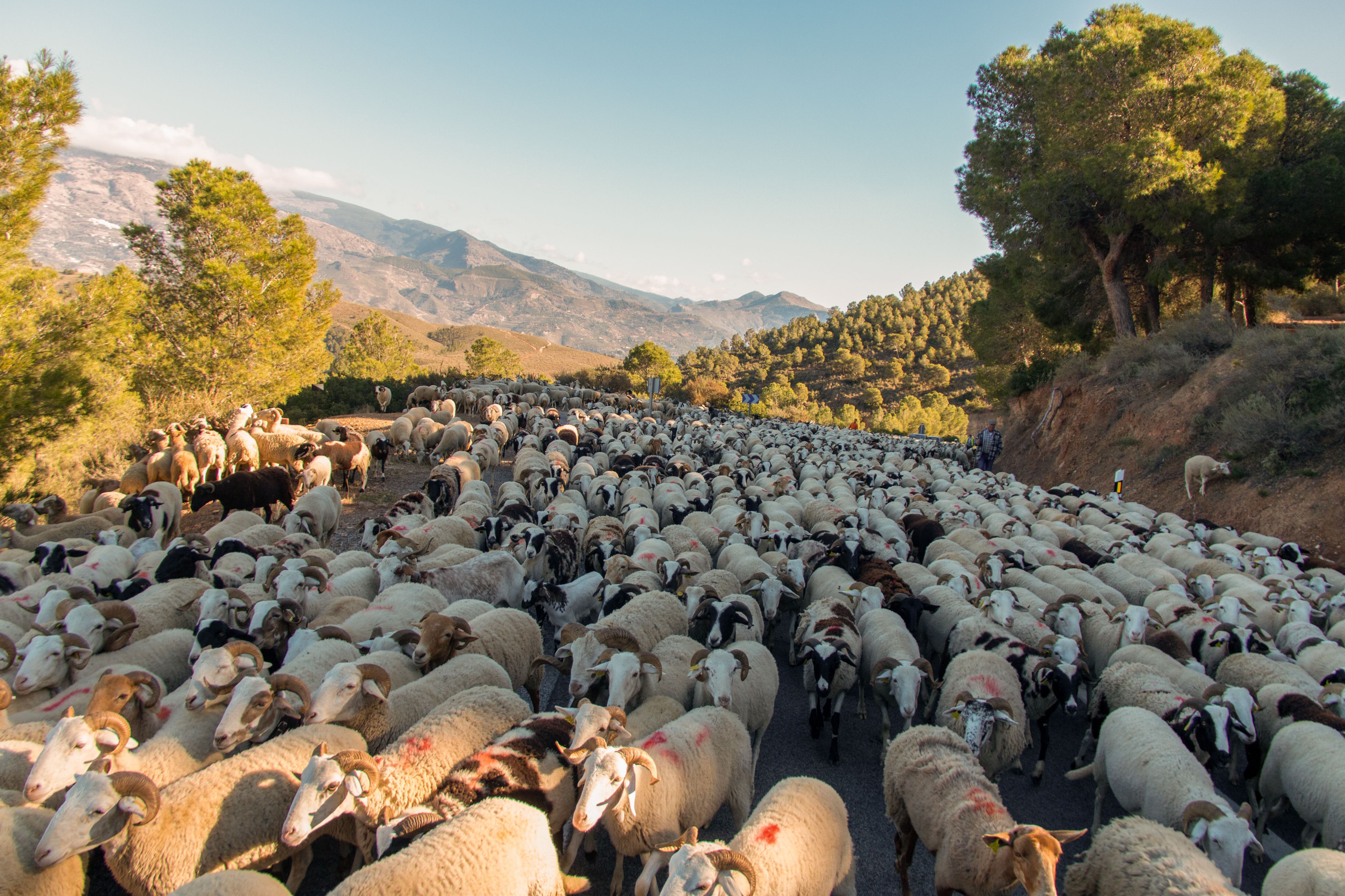 En esta época del año y fiel a una tradición que pasa de generación en generación, con la llegada del frío y la consiguiente bajada de temperaturas es posible contemplar cómo el ganado trashumante procedente de la Alpujarra de Granada busca lugares más cálidos, como la Costa Tropical, donde poder pastar