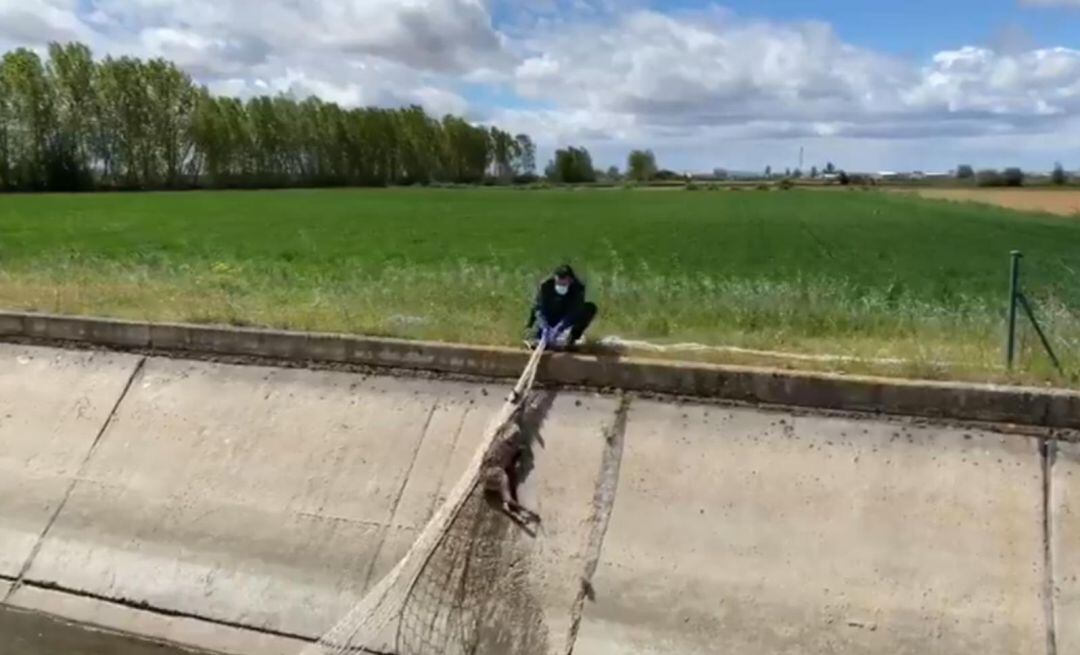 La Guardia Civil tuvo que rescatar hace unos días a un pequeño corzo que cayó en el canal de los Payuelos