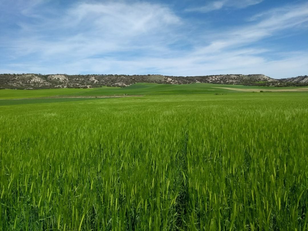 Campo de cereal en el Cerrato 