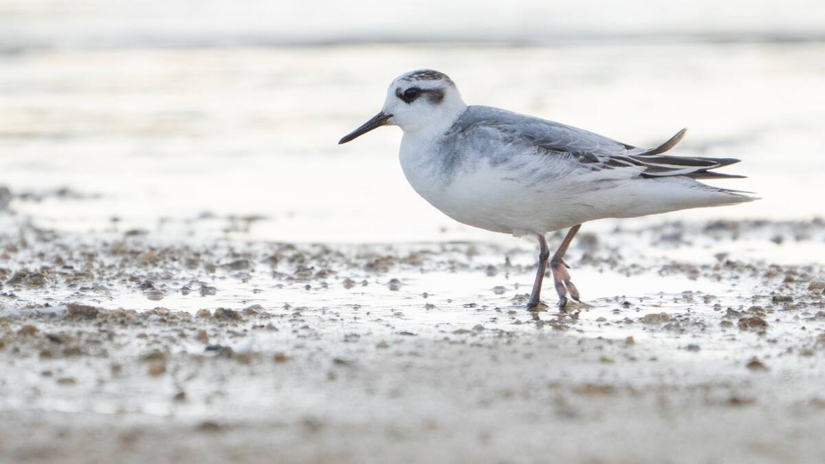 Espacio de Naturaleza sobre la observación de aves en la zona norte de Madrid