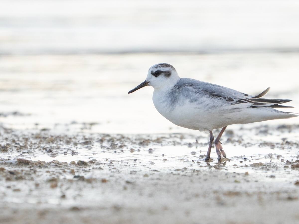 La observación de aves revela en estos meses una sorprendente diversidad de especies que encuentran refugio en nuestros embalses y paisajes