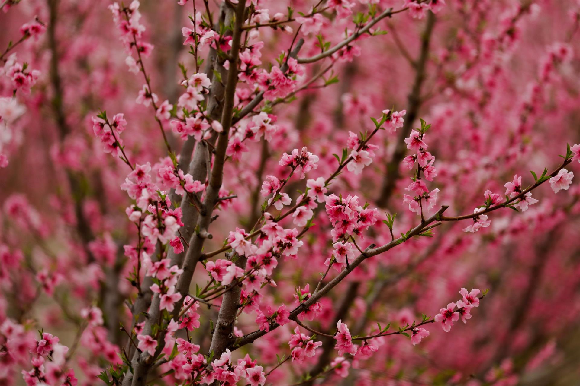 Un melocotonero de Cieza en Flor