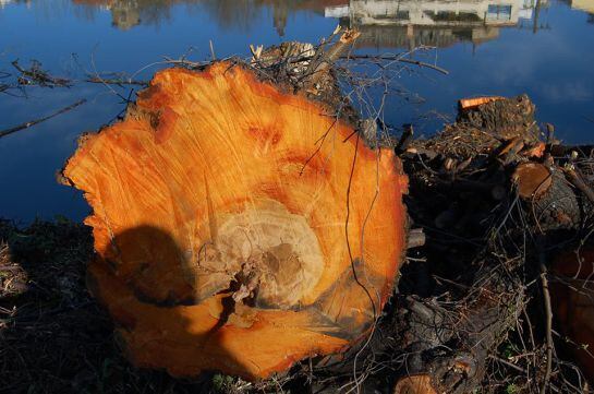 Uno de los árboles talados en el Paseo Fluvial de Plasencia