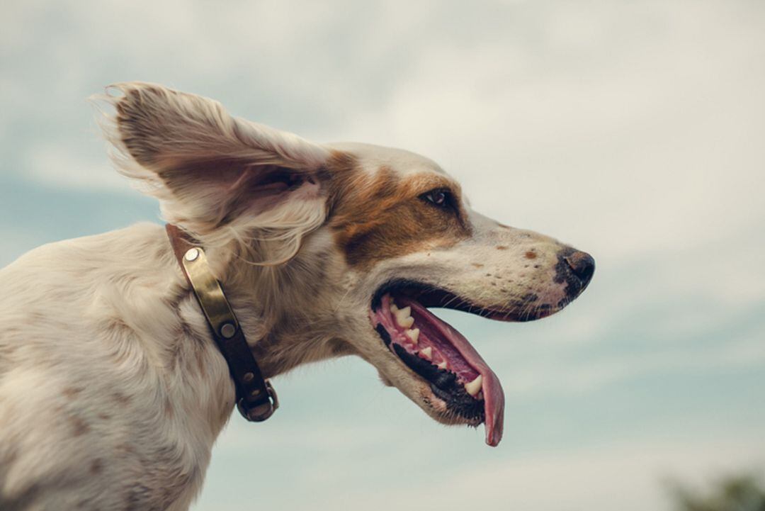 En 2020 un total de 162.000 perros fueron recogidos por las protectoras de animales en España  