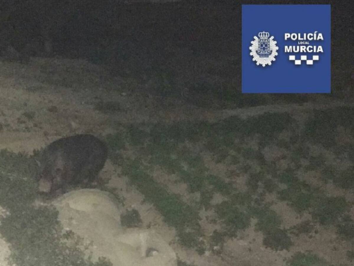 Rescatan un cerdo vietnamita que transitaba por una carretera en Casillas