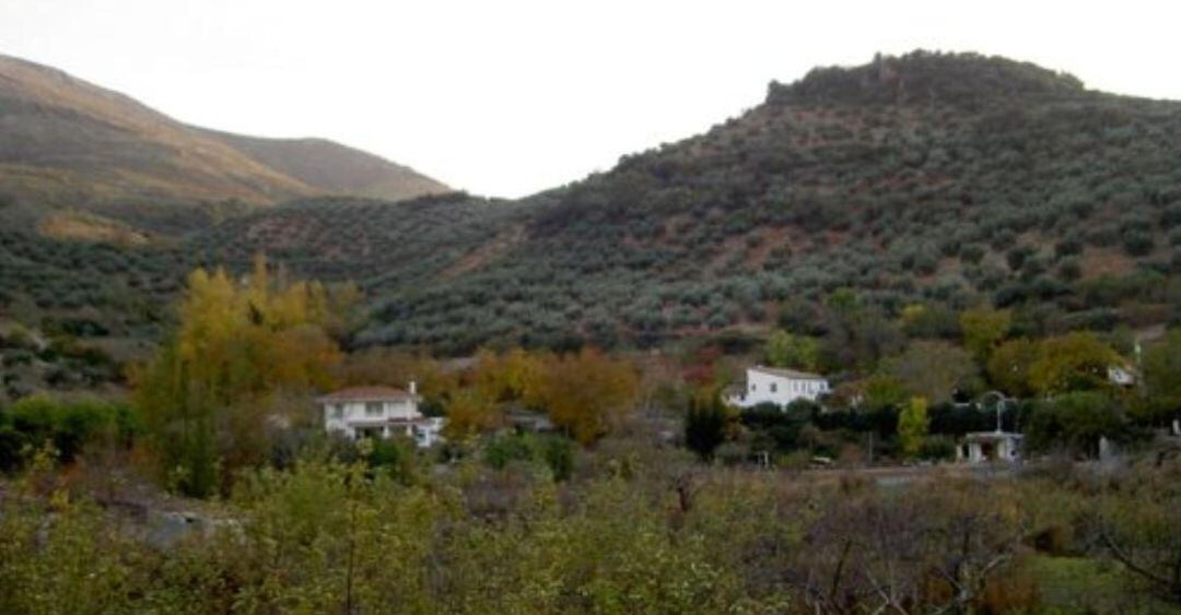 Olivar en Valdepeñas de Jaén.