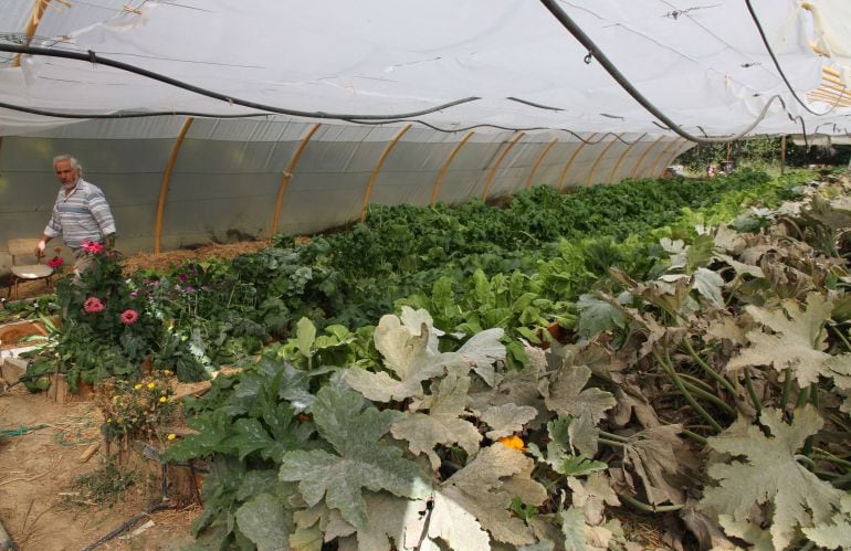 Invernadero de la huerta ecológica