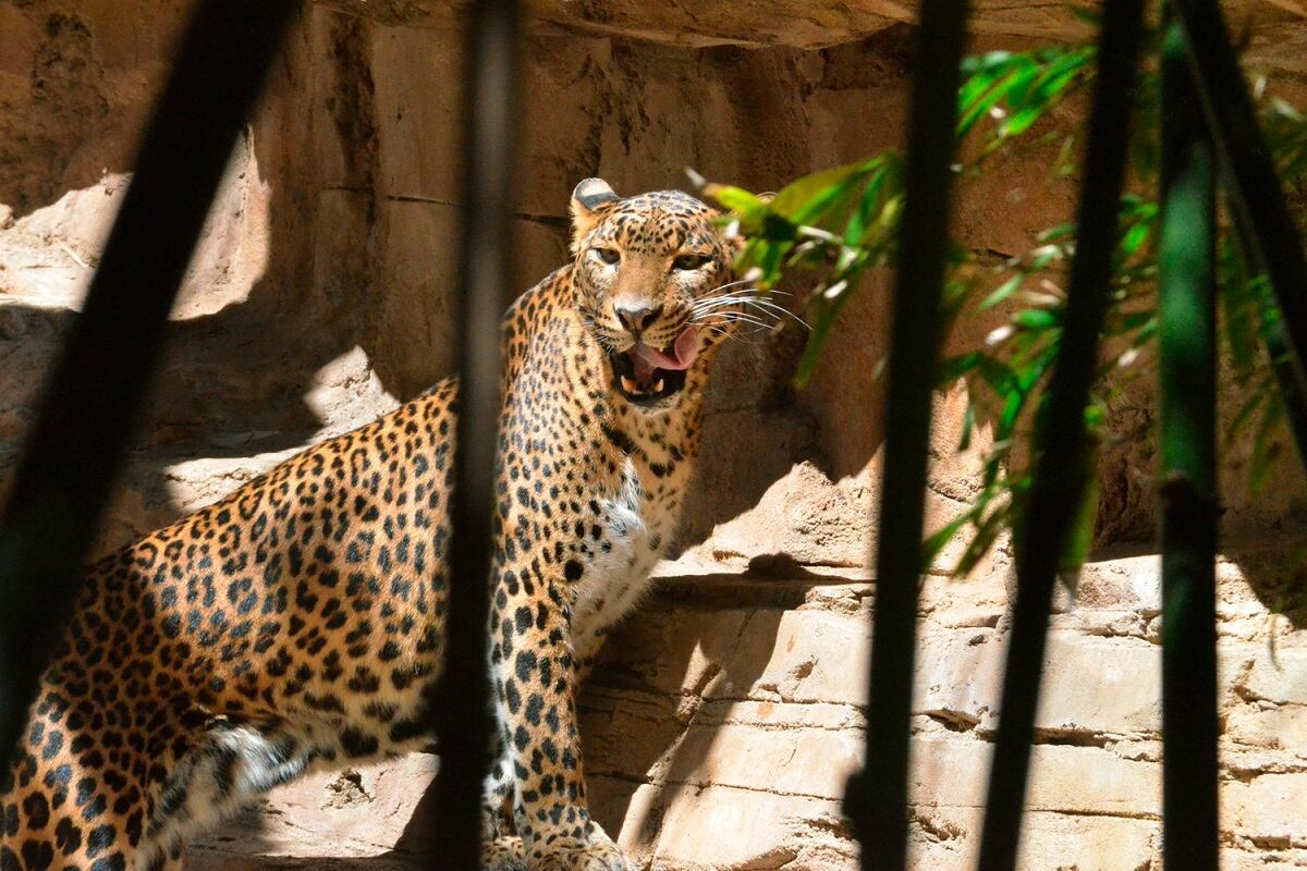 Muere Toñi, el leopardo de Sri Lanka hembra de BIOPARC Fuengirola