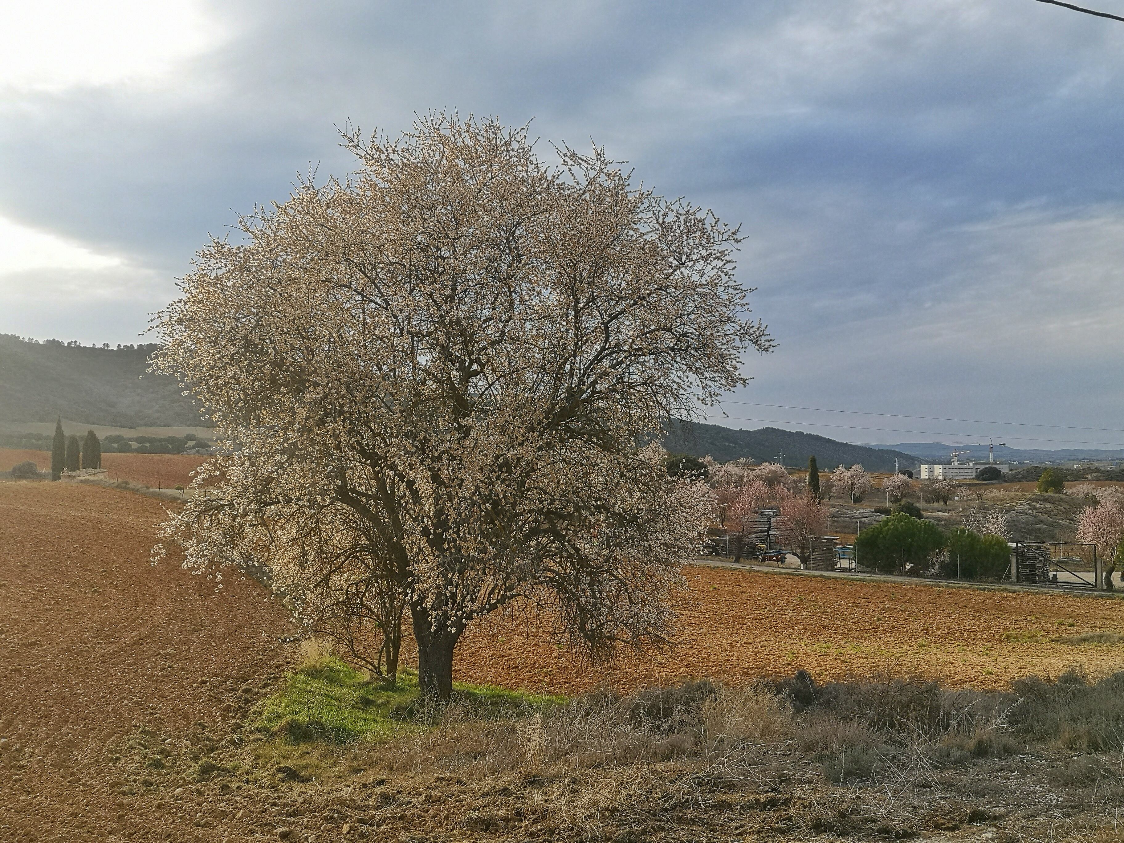 La primavera avisa de su llegada en las flores de los almendros.