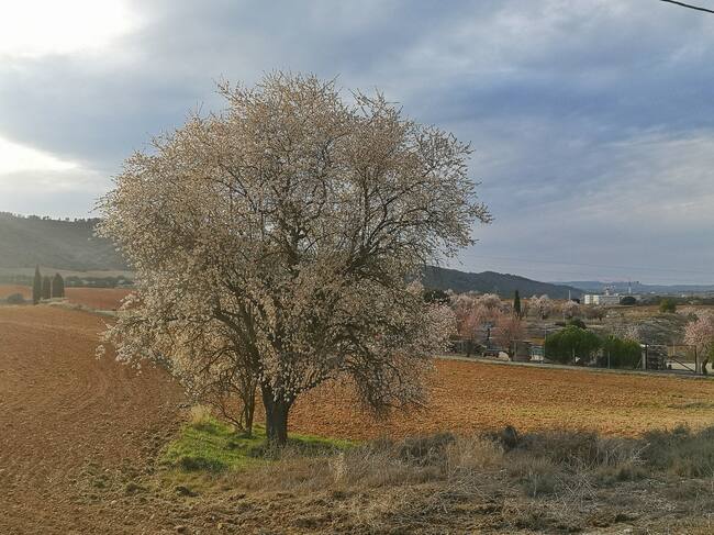 La primavera avisa de su llegada en las flores de los almendros.