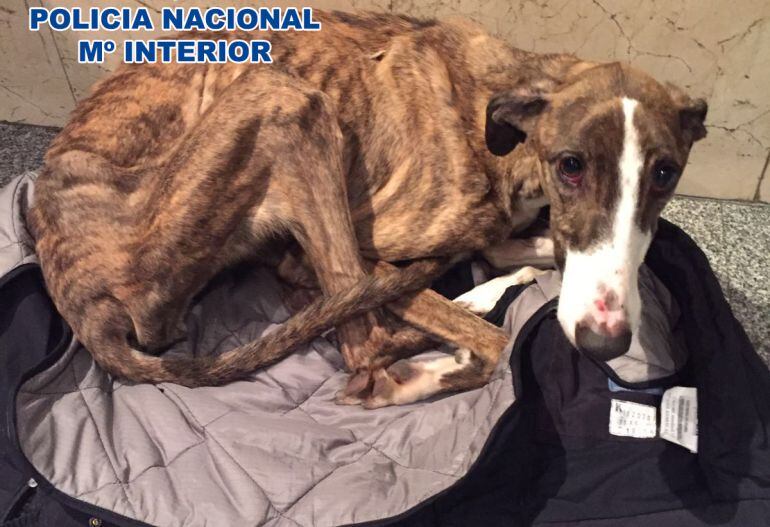 Galgo abandonado en el distrito de Usera