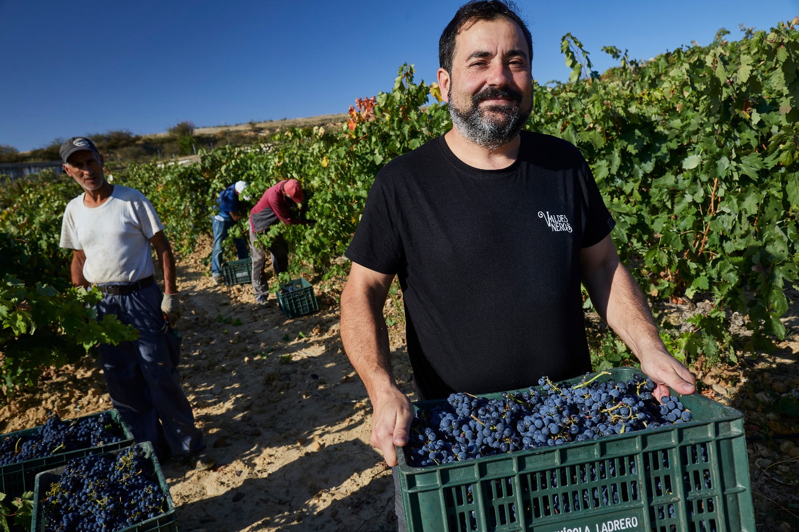 La vendimia en la ribera del Arlanza ha sido menos generosa este año