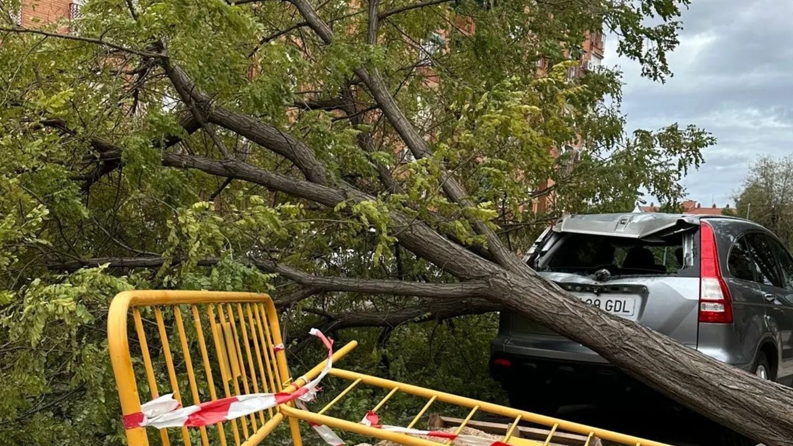 Un árbol caído en la ciudad de Toledo, a consecuencia de las fuertes rachas de viento