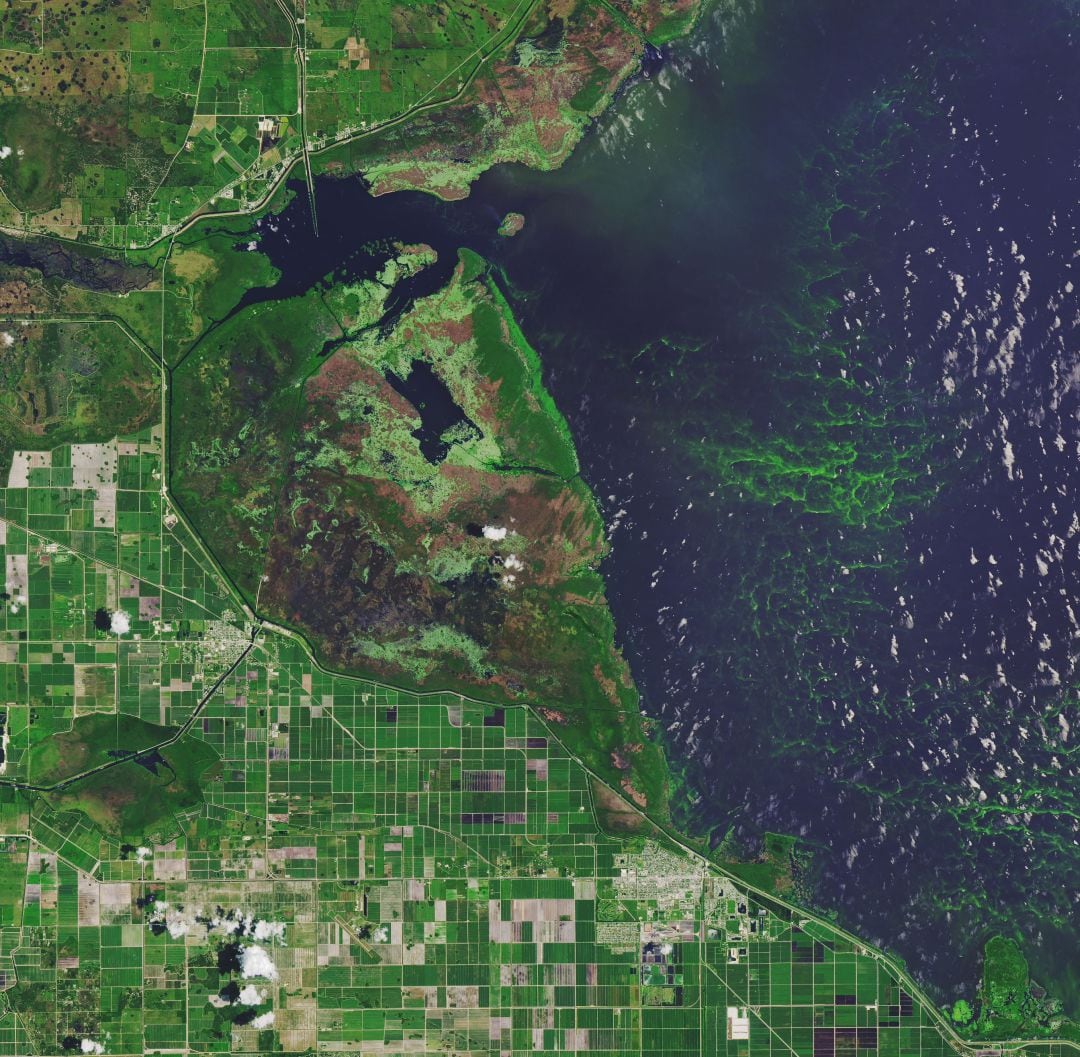 Invasión de algas nocivas en el lago Okeechobee de Florida