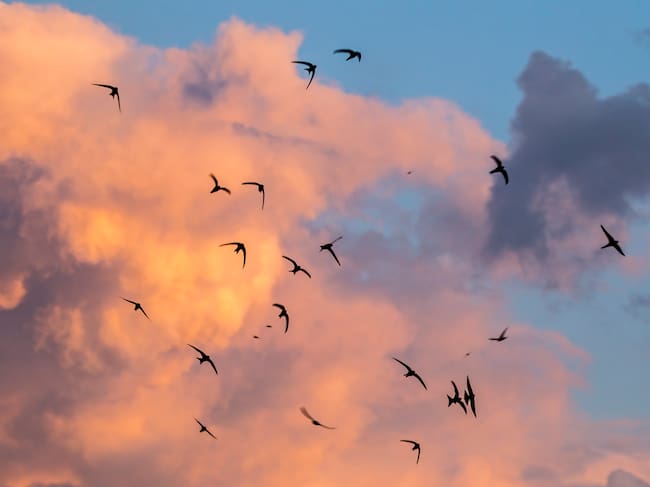 Los vencejos permanecen en vuelo ininterrumpido durante nueve meses al año: comen, duermen y copulan volando.