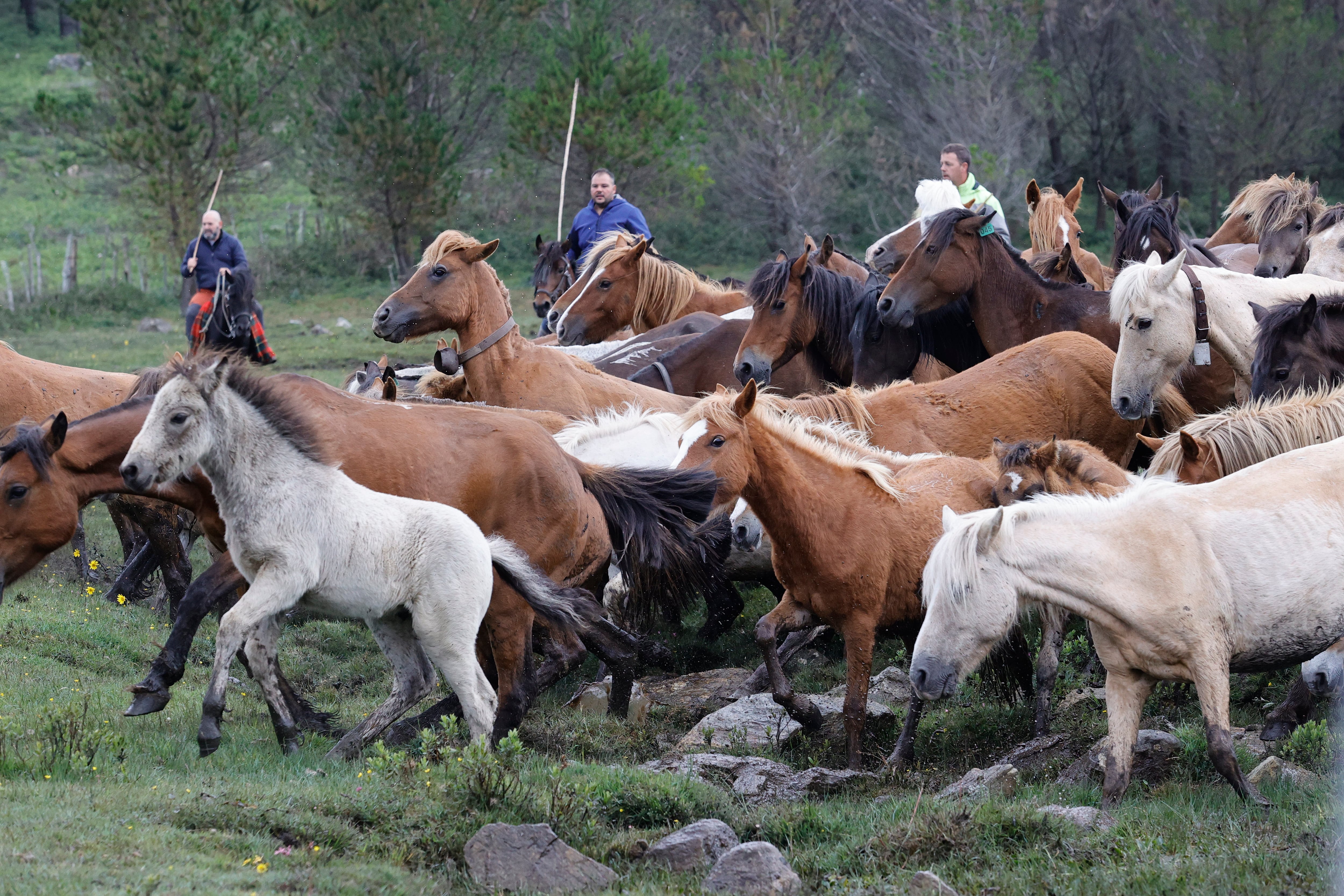 CEDEIRA, 2/06/2024.- La Rapa das Bestas de la sierra de A Capelada, cuya popularidad se ha visto impulsada gracias a la serie &quot;Rapa&quot;, celebra su 50 aniversario en los montes que comparten los municipios de Cedeira y Cariño. EFE/ Kiko Delgado.