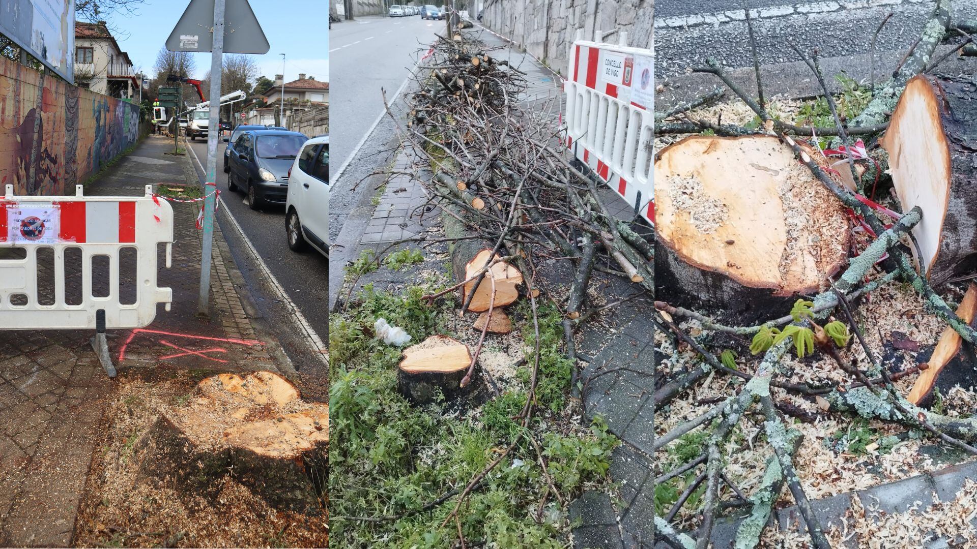 Fotodenuncia enviada por el BNG sobre la tala de árboles en la calle Manuel Olivié de Vigo