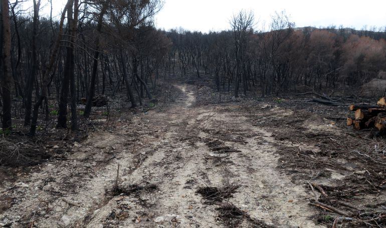 Imagen de archivo de trabajos pendientes, tras el incendio que arrasó la Granadella.