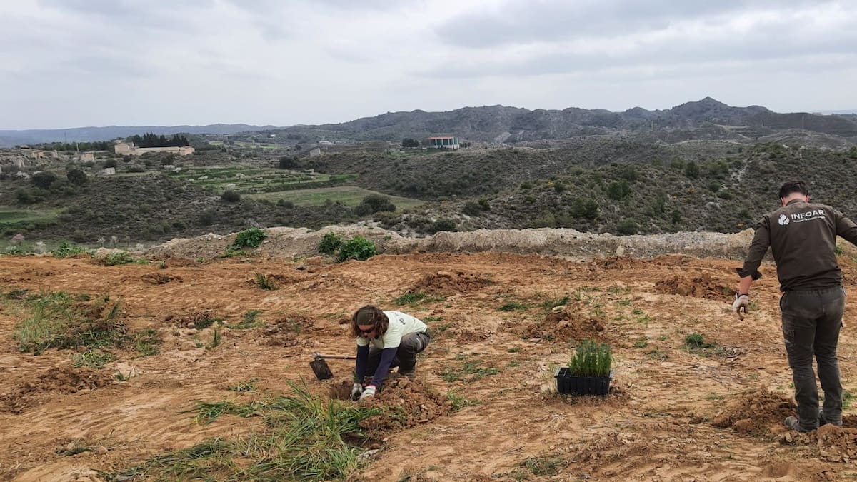 Reforestado el antiguo vertedero municipal de San Esteban de Litera