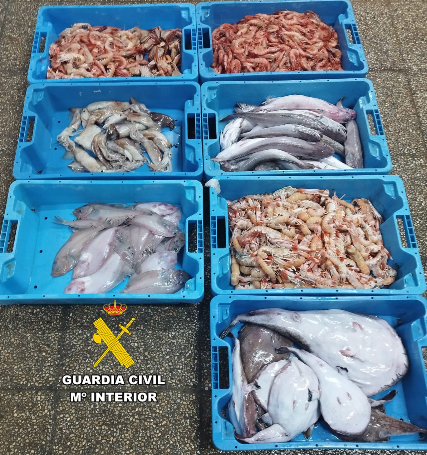 Imagen del pescado incautado