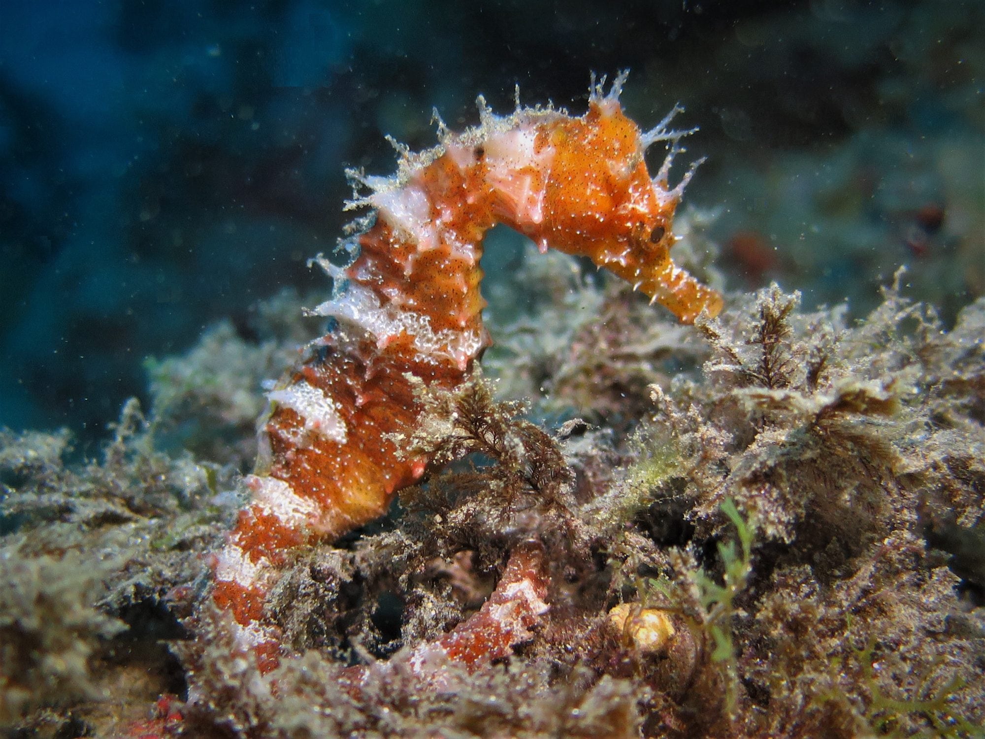 Caballito de mar.