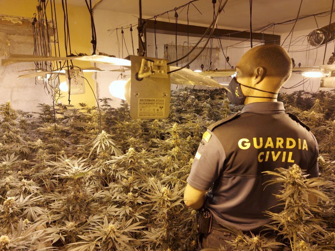 Operación contra la marihuana en la provincia de Málaga