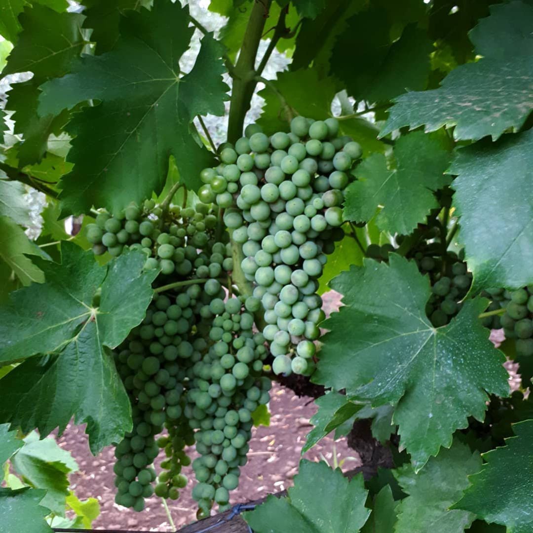 Viñedo de la DO Rías Baixas