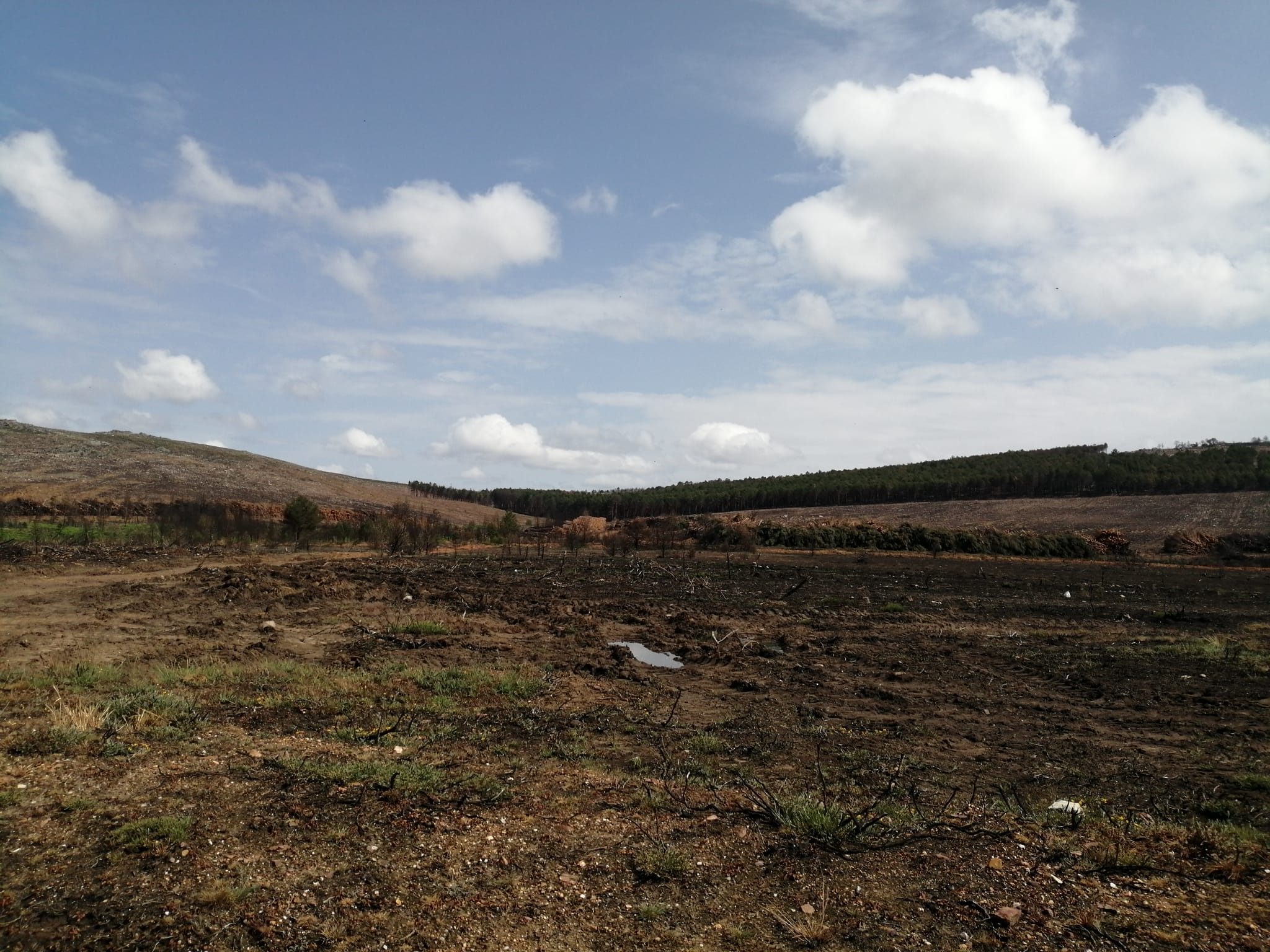 Una de las zonas afectas por los incendios en Ferreras de Arriba