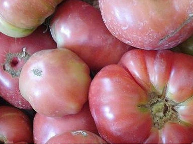 tomate rosa de Barbastro