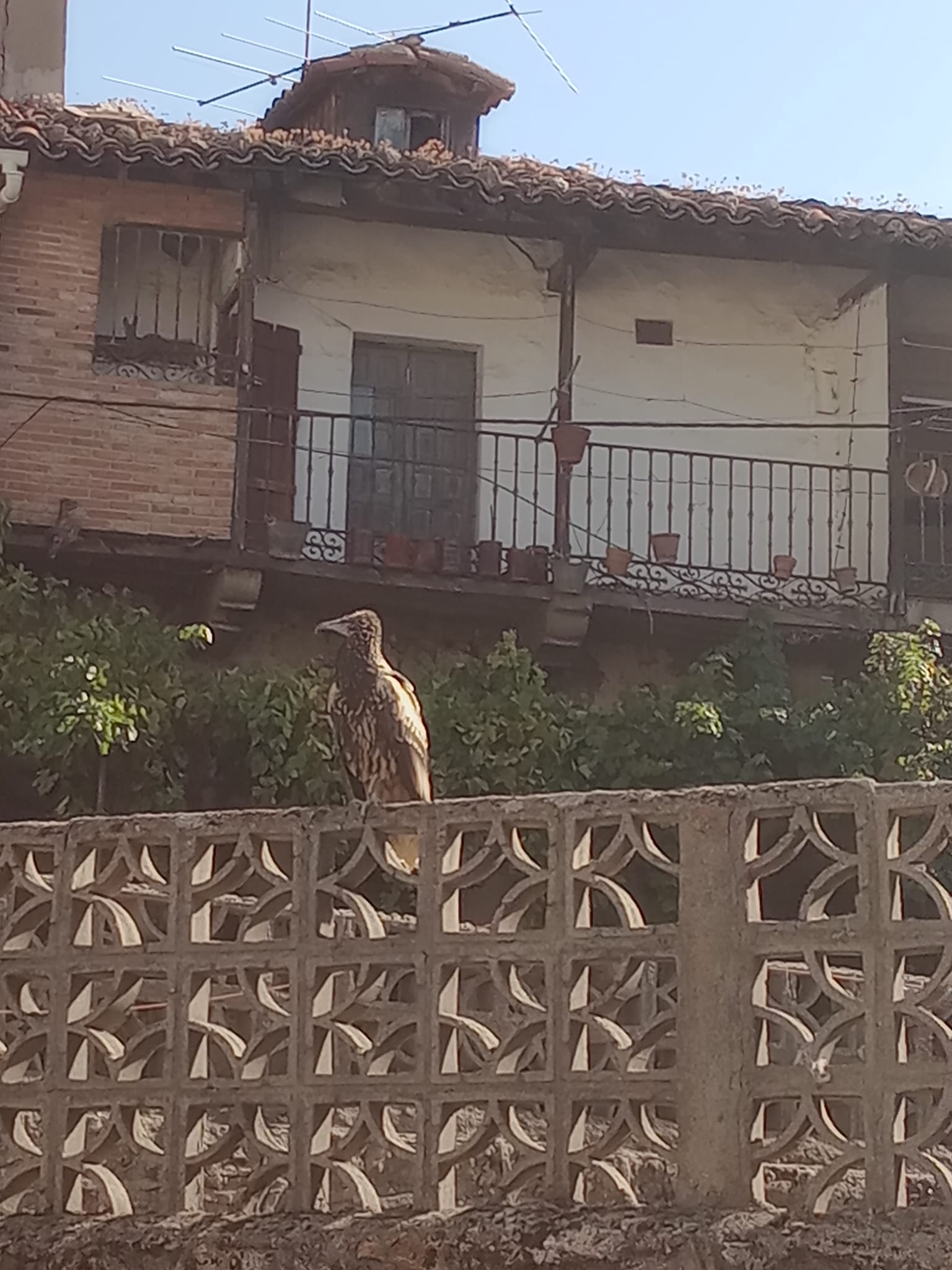 Ejemplar de alimoche posado en una valla en la localidad de Mijares