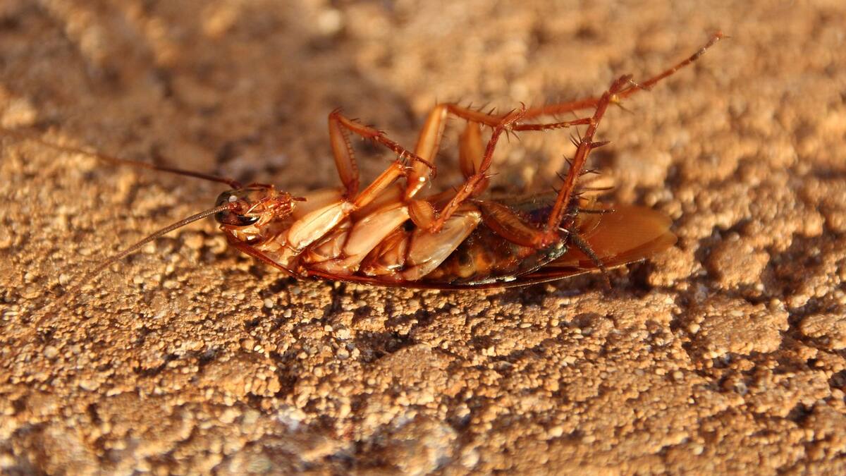 Los efectos secundarios de las subidas de temperaturas: aumenta la presencia de cucarachas