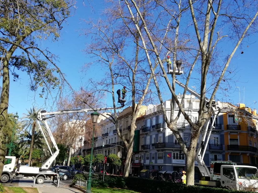 Trabajos de poda en la Gran Vía Fernando el Católico de València