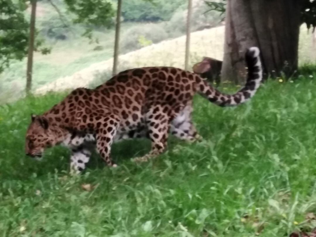 El Centro de Acogida BBK - Karpin Fauna de Karrantza (Bizkaia) acoge, desde el pasado 8 de junio, una hembra de leopardo llamada Mahoni. Se trata de un ejemplar que cuenta con 22 años de edad, una leoparda muy anciana procedente de AAP - Primadomus, un ce