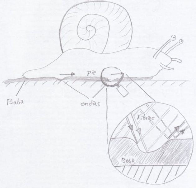 Esquema simplificado de un caracol y la parte del músculo que genera la onda.