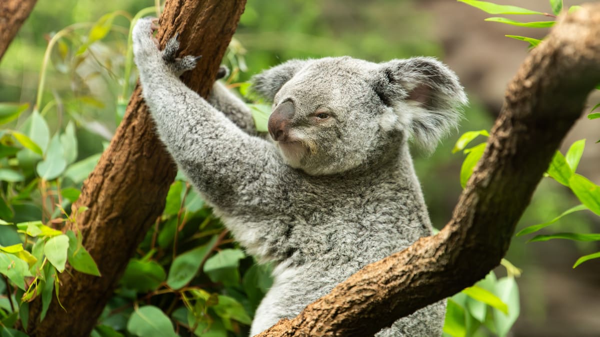 Las ITS en el reino animal y por qué son especialmente preocupantes en el caso de los koalas