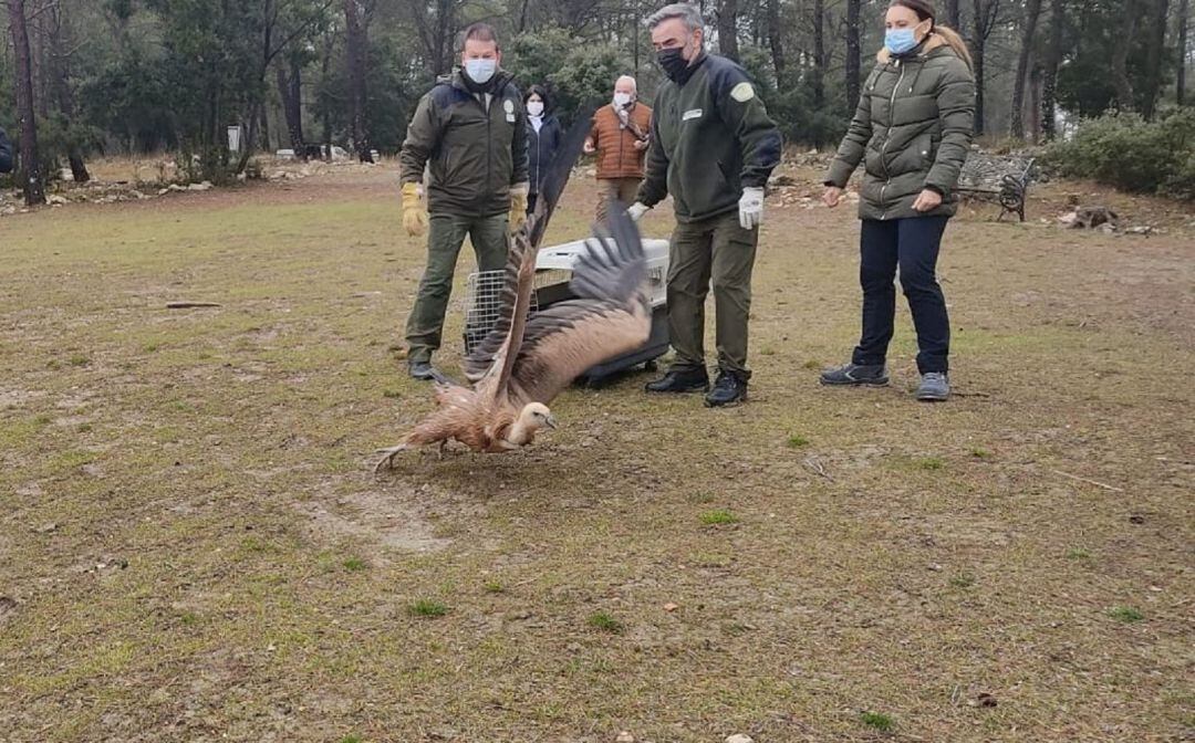 Datos dados a conocer tras la suelta, en Mancha Real, de un buitre leonado recogido en el casco urbano de Jaén