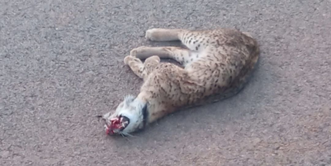 Imagen de Racha, la lincesa atropellada en la carretera CR – 6111, Torrenueva – Castellar de Santiago, el 17 de Mayo de 2021