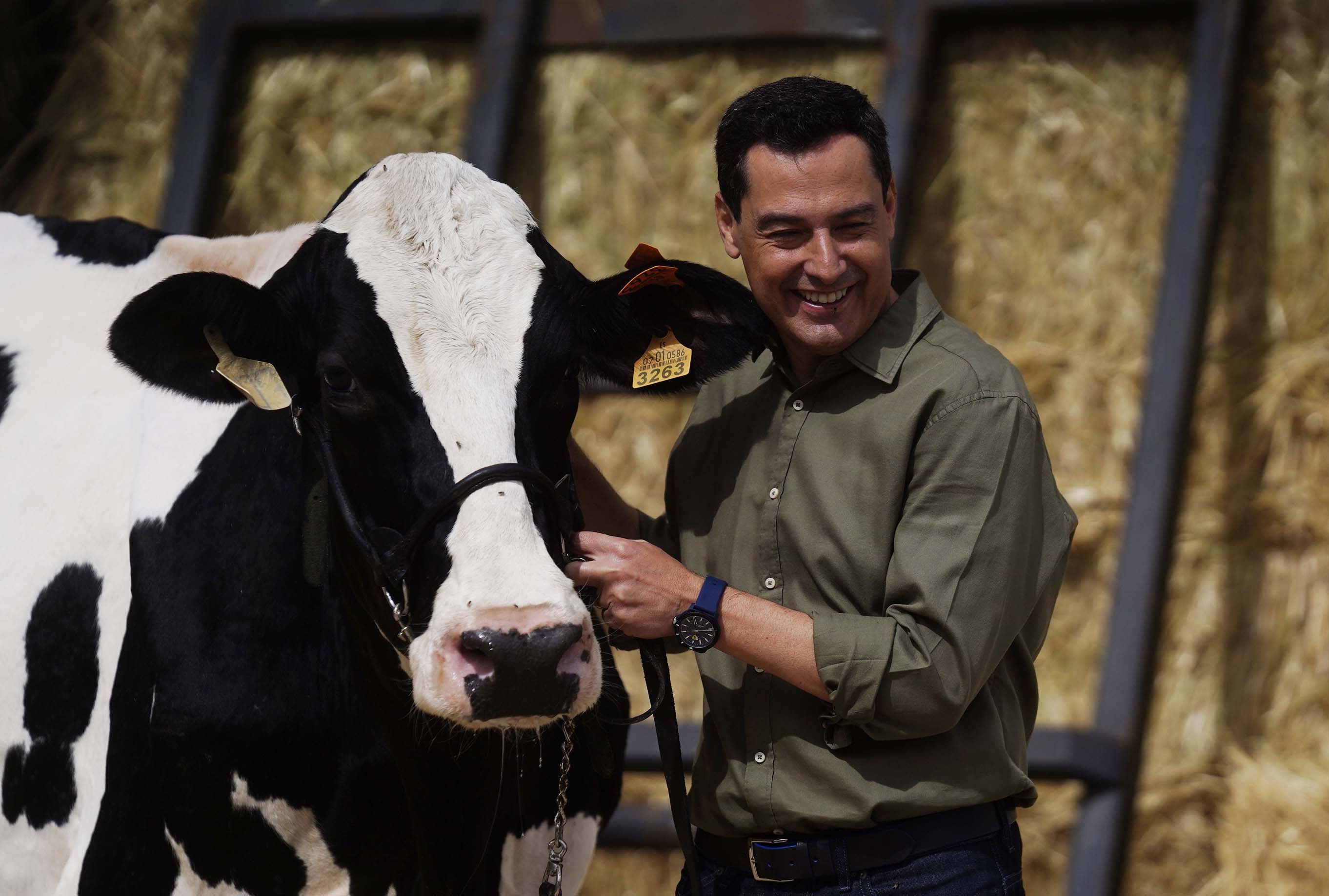 -FOTODELDIA- AÑORA (CÓRDOBA), 08/06/2022.- El presidente de la Junta de Andalucía , Juanma Moreno , se ha reencontrado hoy miércoles con Fadi, la vaca talismán que según él &quot;me ayudó a ganar las elecciones&quot;, durante la visita realizada a la finca agroganadera en la localidad cordobesa de Añora. EFE/Rafa Alcaide
