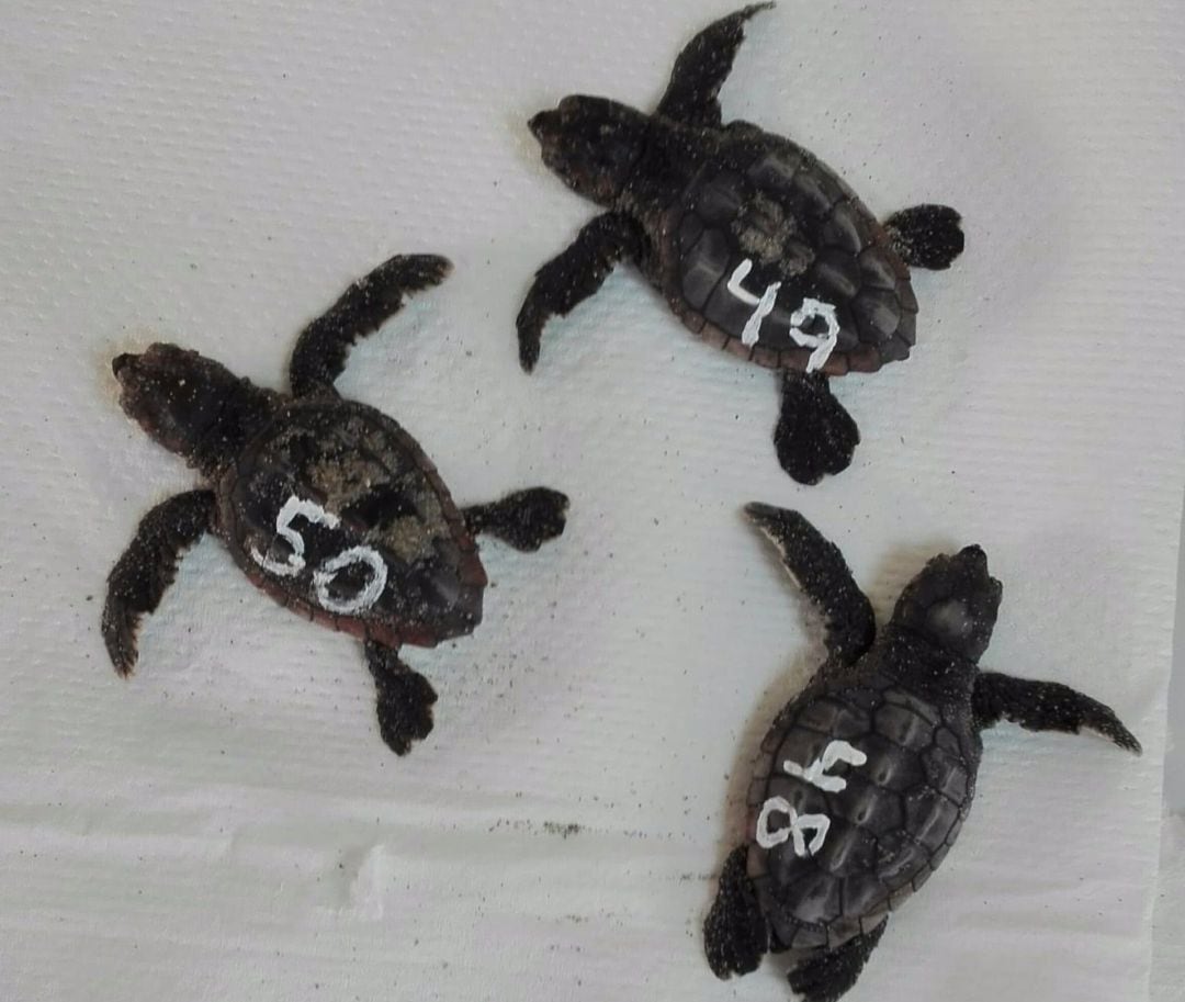 Los nuevos ejemplares de tortuga boba nacidas del nido encontrado en La Manga