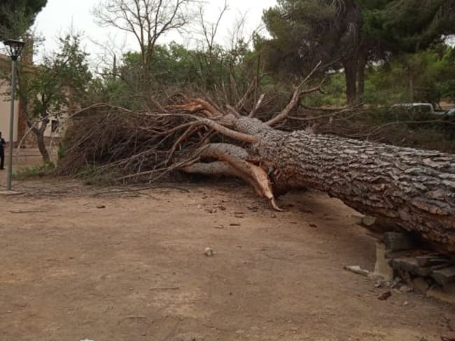 Un pino de grandes dimensiones cae por fuertes rachas de viento