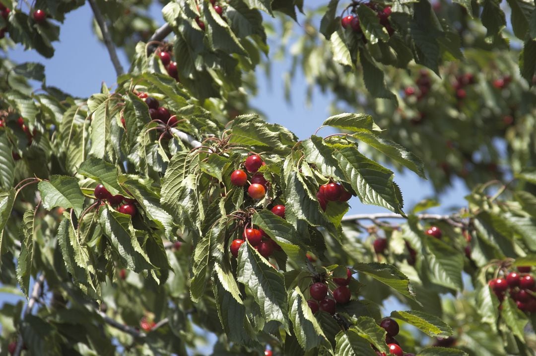 Cerezas del Valle del Jerte