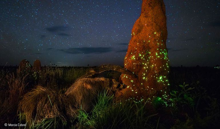 La fotografía fue una de las galardonadas.