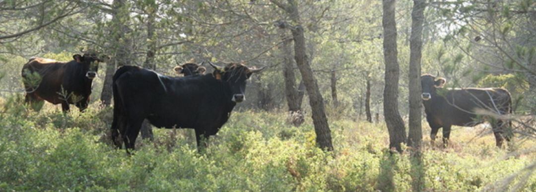 El ramat de vaques de l'Albera a la finca