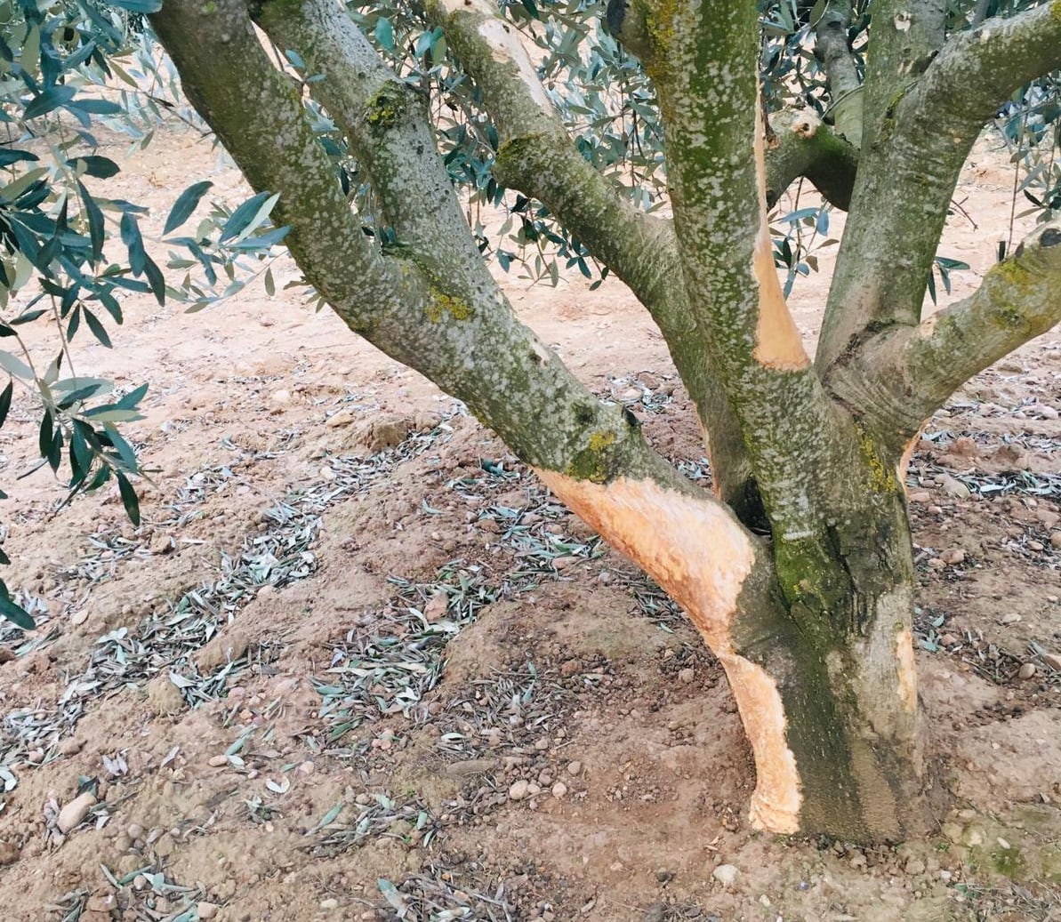 COAG advierte del daño causado por la plaga de conejos en el campo