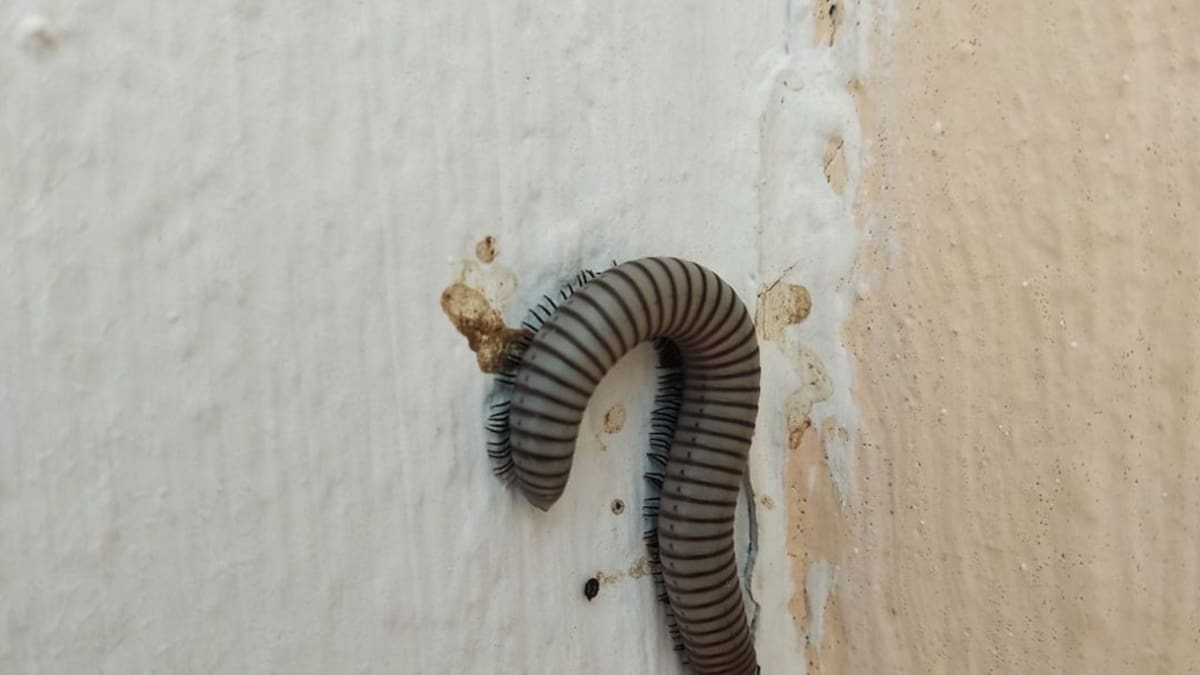 Una fumigación contra los ciempiés de la lluvia deja sin gorriones a Xeresa