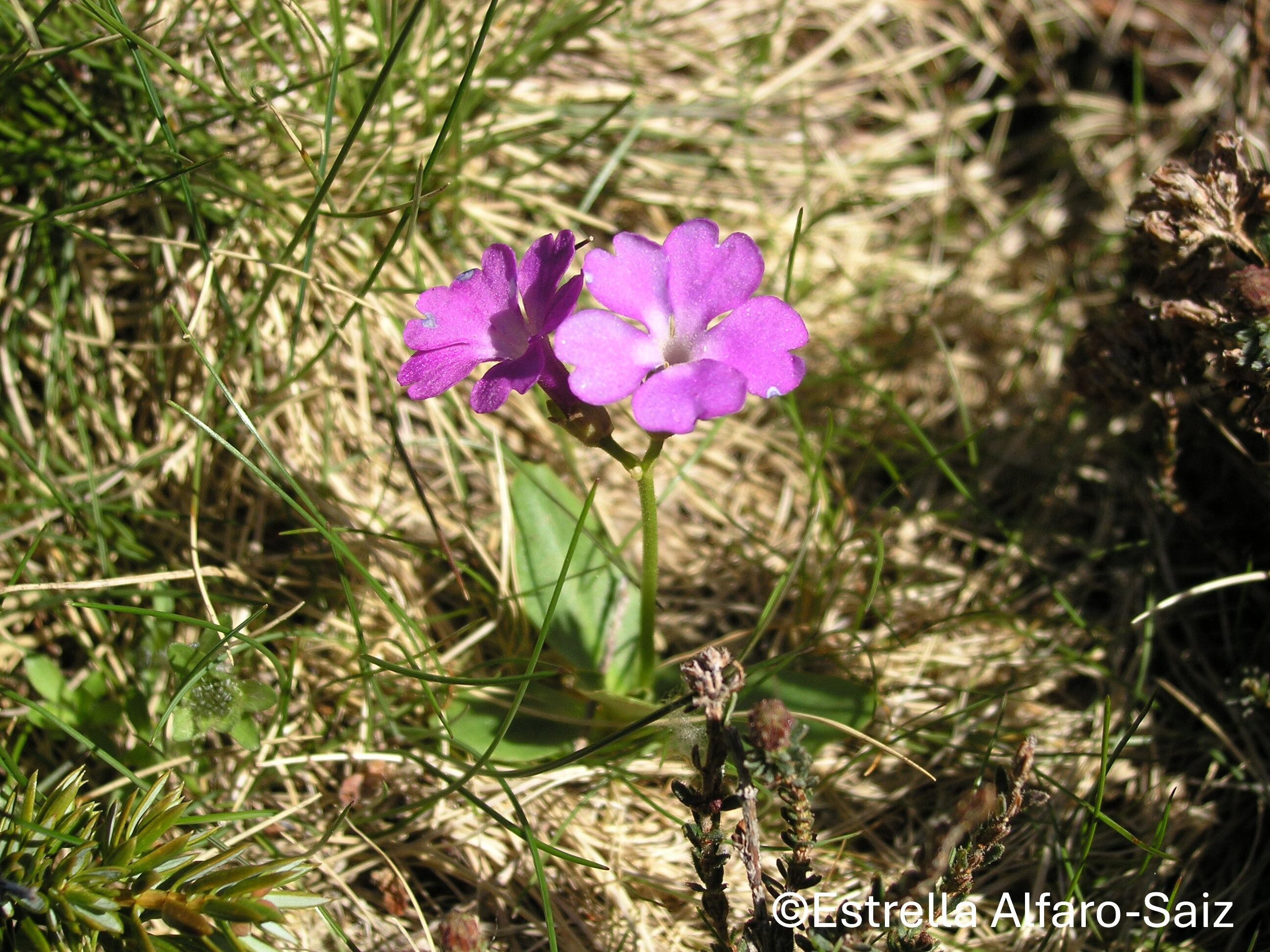Prímula en el Curavacas