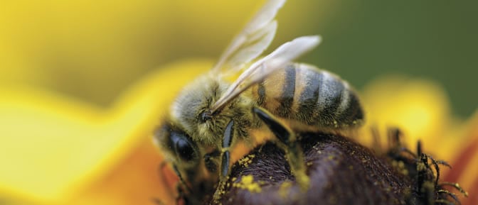 Ya lo dijo Einstein: &quot;Si las abejas desaparecieran, el mundo duraría 4 años&quot;