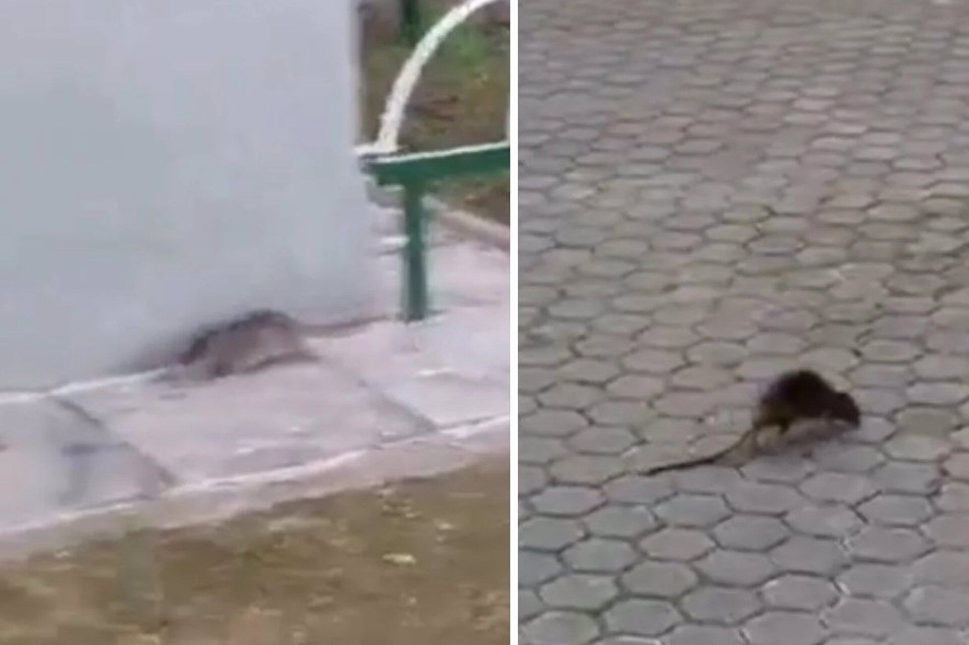 09/04/2025 Ratas en dos barrios de Sevilla.
SOCIEDAD ANDALUCÍA ESPAÑA EUROPA SEVILLA
FACUA SEVILLA