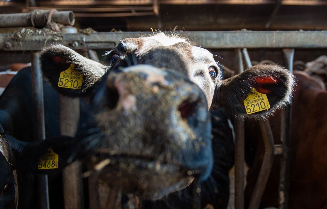 El programa busca reducir el consumo de carne en la sociedad.